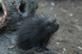 North American Porcupine Born at WCS’s Bronx Zoo